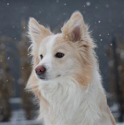 Hodowla Border Collie from Vistula Gorge FCI