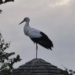 Dwór Pentowo - Europejska Wieś Bociania/European Stork Village - Pentowo
