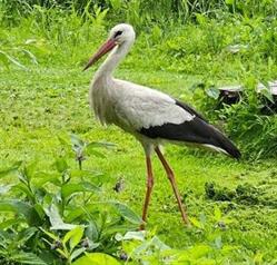 Dwór Pentowo - Europejska Wieś Bociania/European Stork Village - Pentowo