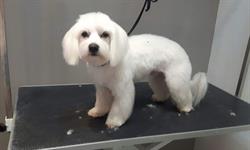 Bella Groomer Studio