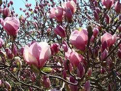 MAGNOLIA CENTRUM OGRODNICZE RENATA JANIK