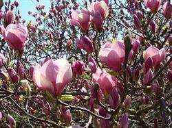 MAGNOLIA CENTRUM OGRODNICZE RENATA JANIK