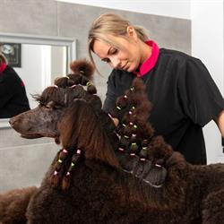 Meeganius Grooming Magda Stępień