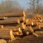 surowiec