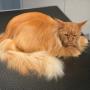 Kot Maine Coon po kąpieli
