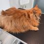 Kot Maine Coon przed kąpielą