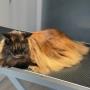 Maine Coon po kąpieli