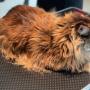 Maine Coon przed kąpielą