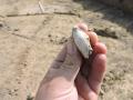 interwencyjne badania archeologiczne