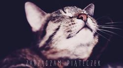 ReAnimalis - Centrum rehabilitacji zwierząt towarzyszących