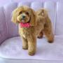Maltipoo