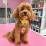 Maltipoo