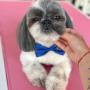 Shihtzu
