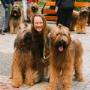 Behawiorysta 24 I Trener Psów I Zoopsycholog-Koci Behawiorysta Psi I Petsitter I Dogoterapia I Szkol