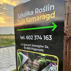Szkółka Roślin Tuja Szmaragd