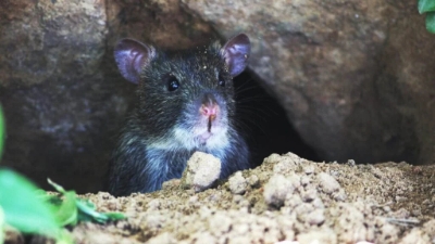 Deratyzacja – Dlaczego Gryzonie Są Szkodliwe