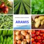 aramis