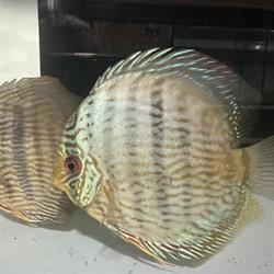 Aqua Tropicana