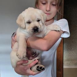 Hodowla Labradorów "Kłobuckie Szczęście"