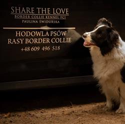 Hodowla psów rasowych Border collie Share The Love Fci