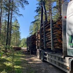 Transport drewna HDS - Skup drewna S2A S2B - FPHU Umiński