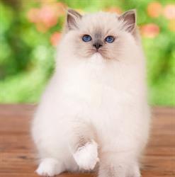Hodowla kotów Ragdoll Na Kujawach*PL