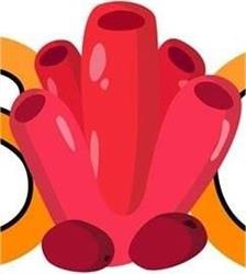 JMCorals.com
