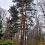 uslugi-lesne