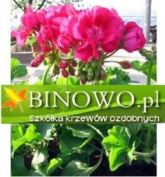 Binowo. Szkółka drzew, krzewów i roślin ozdobnych, producent borówek, winnica