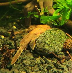 Krewetka Sklep zoologiczno-wędkarski