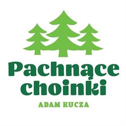 Pachnące Choinki plantacja w Skrzyszowie