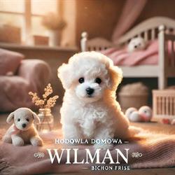Bichon Frise Hodowla "WilMan"