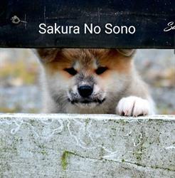 Sakura No Sono Akita Japońska
