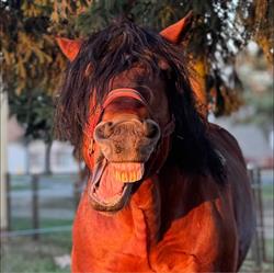 Stajnia Mustang Osiek nad Notecią