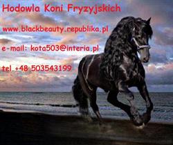 Hodowla koni fryzyjskich i KWPN " Black & Beauty "