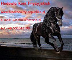Hodowla koni fryzyjskich i KWPN " Black & Beauty "