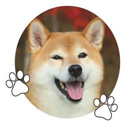 Zookarmyplus