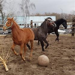Hodowla Koni Naramowice