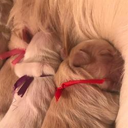 \"Kalena\" FCI Hodowla domowa psów rasy Golden Retriever