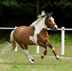 Stajnia Tobiano