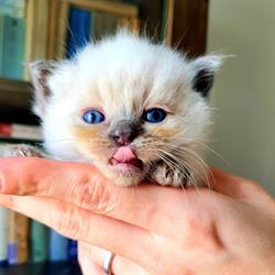 Polarny Błękit Ragdoll Cattery