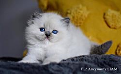 Hodowla kotów ragdoll ANCYMONY*PL