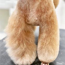 Pets Atelier by Witkowscy Groomer Psi Fryzjer