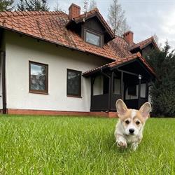 NieMały Domek Wygryny
