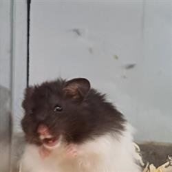 Chomiczek - Sklep Zoologiczny