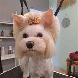 Groomer Psi Blusss