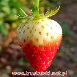 Truskawki