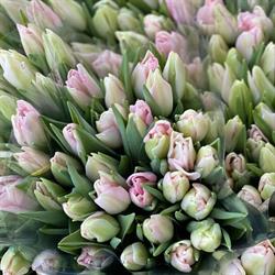 Tulipany.pl