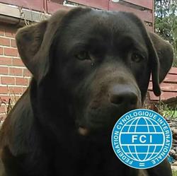 Domowa Hodowla Labrador Retriever - Labradomania Ceg FCI