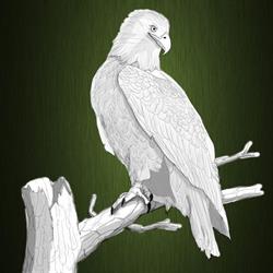 Górska Dolina pod Białym Orłem